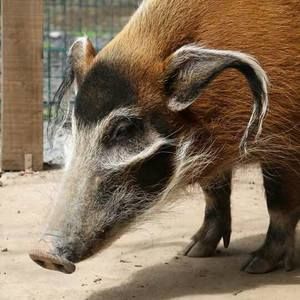 Meet your Posher, Albert